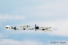 D71_0771.jpg