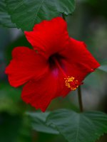 Hibiscus.jpg