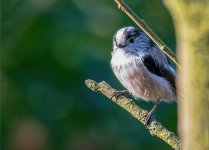 LTT-2.jpg
