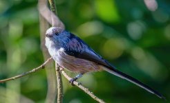 LTT.jpg