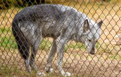 Wolf-3.jpg