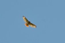 DSC_7272.jpg