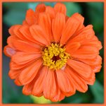 Orange Zinnia after the Rain.jpg