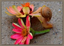 Baby Snail with Flowers.jpg