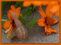 Snail with Orange Zinnia's.jpg