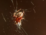 Spider1-L.jpg