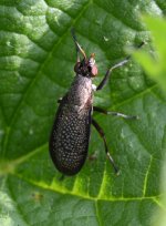 Coremacera marginata.jpg