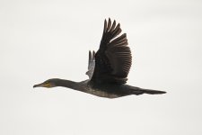 DSC_7470.jpg