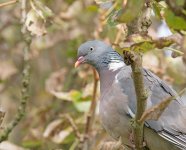 DSC_7444.jpg