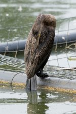 DSC_7558.jpg