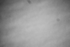 spots.jpg
