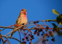 DSC_5924.jpg