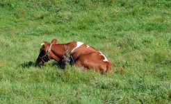 DSC_0001.jpg