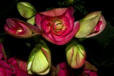 DSC_0531.jpg