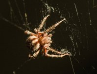Web11-L.jpg