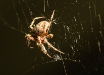 Web13-L.jpg