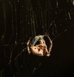 Web4-L.jpg