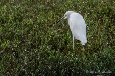 D71_0796.jpg