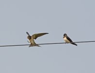 DSC_7873.jpg