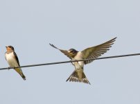 DSC_7887.jpg