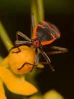 Wilkweed2.jpg