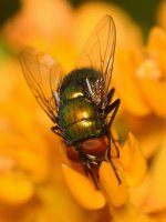 Fly.jpg