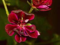 Geranium.jpg