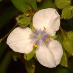 WhiteFlower.jpg
