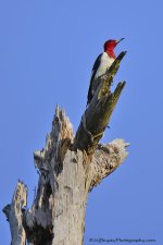 _DSC5977.jpg