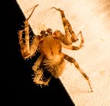 NewSpider5-L.jpg