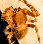 NewSpider6-L.jpg