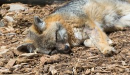 Fox2-L.jpg