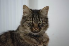 Cat.jpg