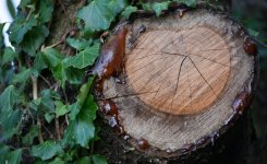 tree.jpg