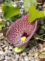 Aristolochia.jpg