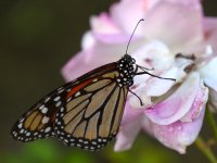 Monarch.jpg