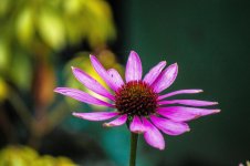 flower66.jpg