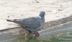 DSC_7932.jpg