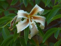 Hibiscus.jpg