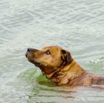 Annie's Dog LOL.jpg