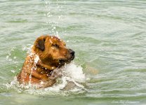 Swimming dog LOL.jpg