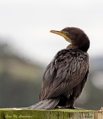 Shag LOL.jpg