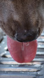Slobber.jpg