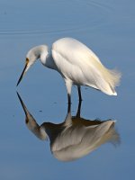 Egret10.jpg
