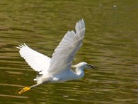 Egret15.jpg