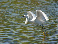 Egret21.jpg