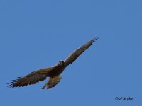 hawk1 9-13-14.jpg