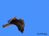 hawk2 9-13-14.jpg