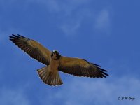 hawk3 9-13-14.jpg