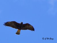 hawk4 9-13-14.jpg